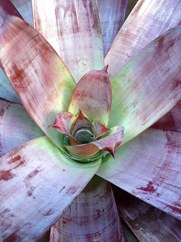 Photo Gallery: The amazing colors and patterns of tropical foliage ...