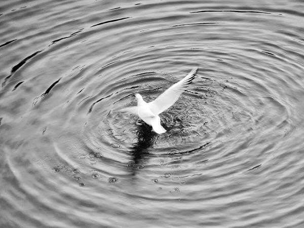 “Conflict is the essential core of a free and open society. If one were to project the democratic way of life in the form of a musical score, its major theme would be the harmony of dissonance.” –Saul D. Alinksy