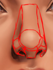 Another method that may be useful in helping you visualize the nose area is to think of it as a compilation of polygonal geometrical shapes