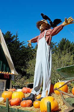 Unfortunately the birds figured this guy out. Move your scarecrow often so the birds won't figure out the scarecrow isn't real.