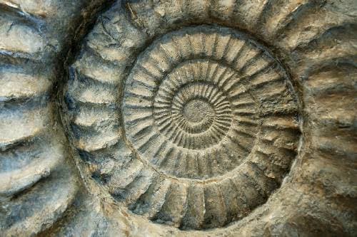 Natural dialectics of dialectical naturalism describes all the processes of nature of which we and our societies are a part. In this example of an ancient petrified shell, we the spiral of dialectical naturalism set in stone. Nature abounds with this