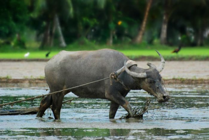 A carabao's hard labour in a rice field. Thank you Jun for sharing your beautiful photos!