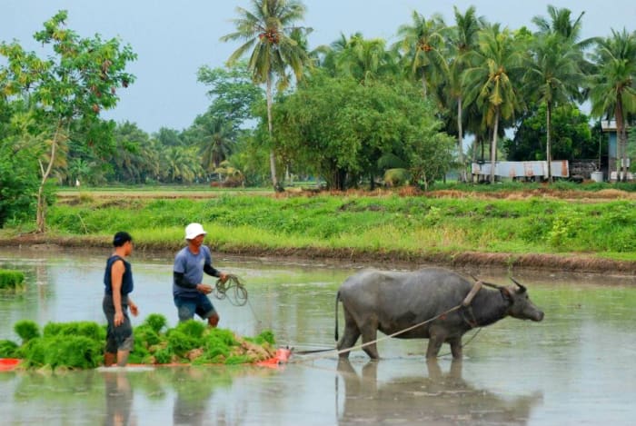 A farming scene with a carabao pulling a floater filled with rice seedlings to plant. This is probably after a rainfall. Talicud Island, the Philippines.