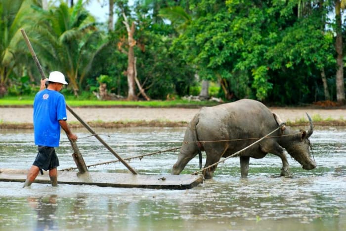 A Filipino farmer with "the paragos" a wide wooden instrument attached to the carabao to flatten and level the land before planting.