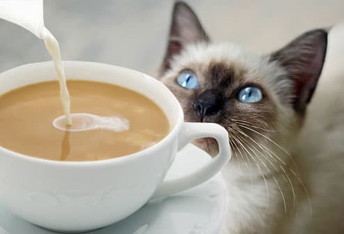 Keep kitty away from coffee, never let them have caffeine, it is poisonous to them in large amounts.