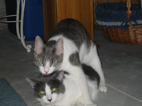 Our cat Misty giving Dixie a kiss on top of her head. These two are best buddies now, and they keep Mommy company all day when I'm working here at home.