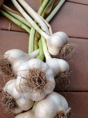 After lightly cleaning, trim roots, leaving 1/4 inch. Continue to cure garlic for at least two more weeks.