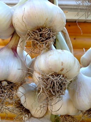 Select your very biggest garlic bulbs to plant. Don't worry about the cold, garlic will be fine this winter.