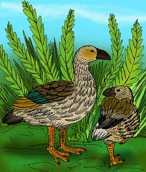 An artistic reconstruction of the Moa Nalo- the largest goose to have lived on the islands, and another descendant of the stranded Canada geese.