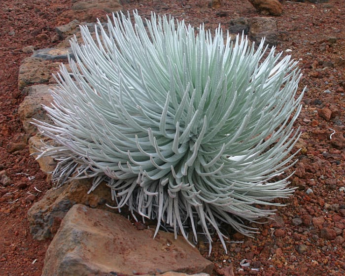 An endemic Hawaiian plant called Silversword near the summit of the Haleakala mountain.