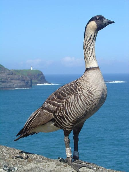 The Hawaiian goose or nene is the last surviving species of endemic goose on the island. They evolved from a flock of Canada geese that became stranded on the island some 500,000 years ago.