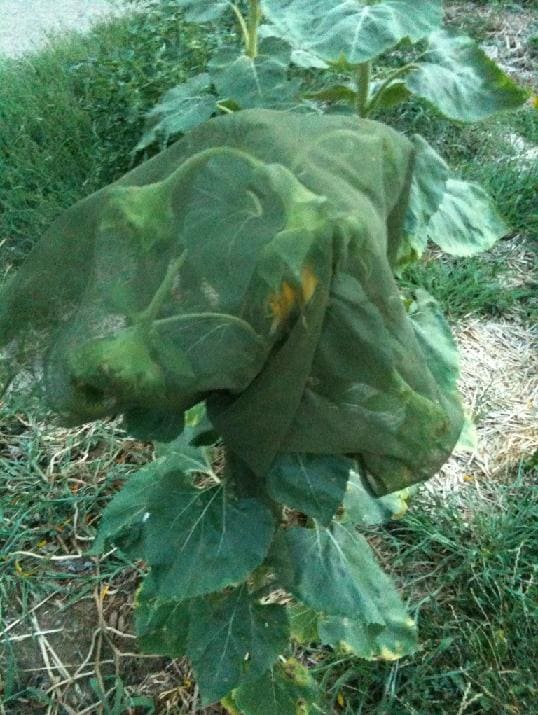 Black oil sunflower with multiple blooms bagged with netting for collecting seeds as they fall out.