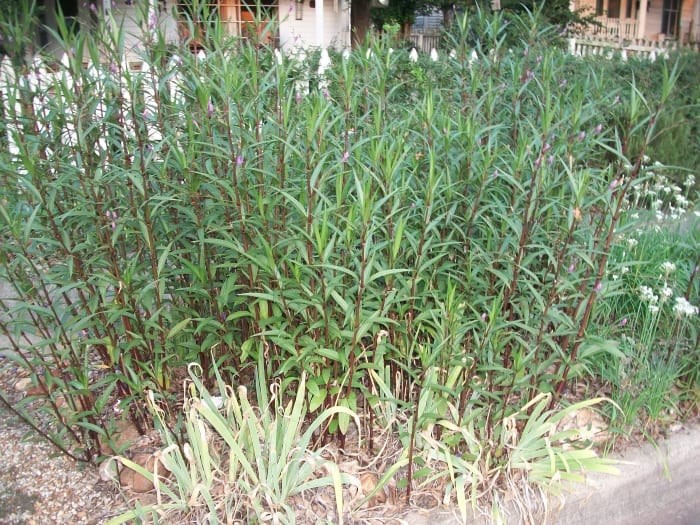 The Mexican peturnia will fill up a bed with beautiful foliage and flowers but it will become invasive if not kept in check.