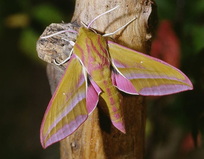 Large Elephant Hawk Moth. Deilephila elpenor photographed in Calvados in France. Photo by Jean Pierre Hamon