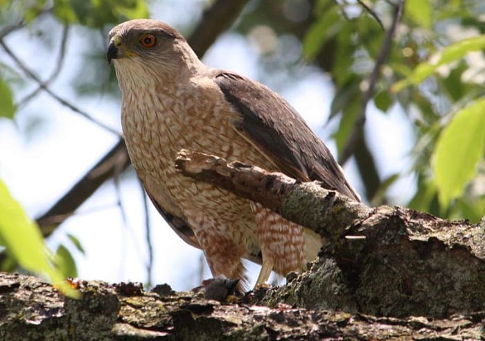 Coopers Hawks were once threatened because of hunting. The birds, know as "chicken hawks" were considered a nuisance.