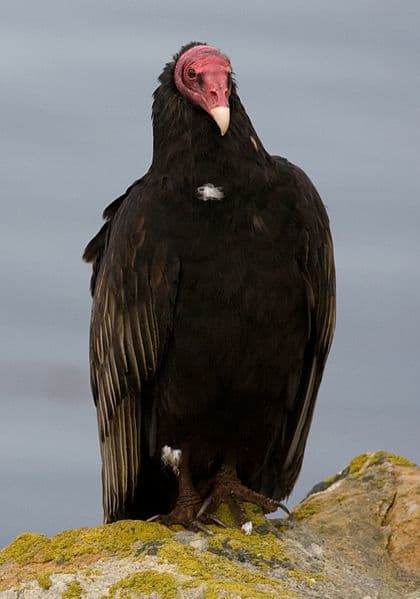 The American Turkey Vulture. One of the New World Vultures.