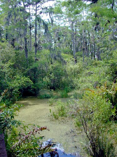 The Everglades are also home to vast cyprus forests. The trunks and stumps slow the waters movement and provide shelter for fish and other animals.