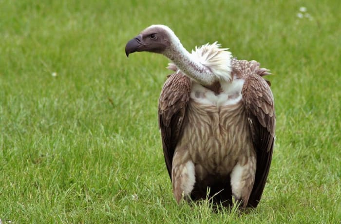 This White Backed Vulture is a true vulture. Vultures range throughout Europe, Asia and Africa. Including New World species vultures are on every continent except Australia and Antarctica.