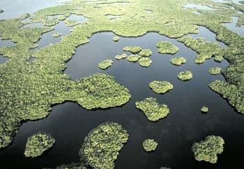 The Everglades is a river over 60 miles wide. The river is full of islands, forest and swamps and home to dozens of bird species.