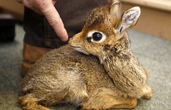 This baby Kirk's dik-dik was born at the Chester zoo in England in 2010, and was hand-reared by zoo keepers.