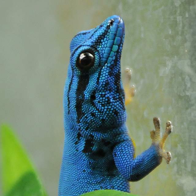 In the wild, Lygodactylus williamsi is found exclusively in an area not much bigger than a single square mile.