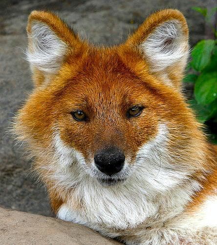 During the winter, dholes grow a fluffier coat, which is brighter orange with white on the underside.