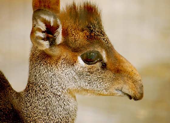 The probiscus-like nose of the dik-dik acts as a cooling system, an interesting adaptation used to cope in this animal's hot, arid land.