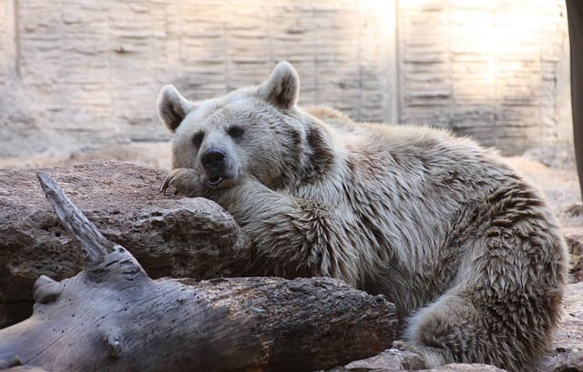 What Color is a Polar Bear's Fur? - HubPages