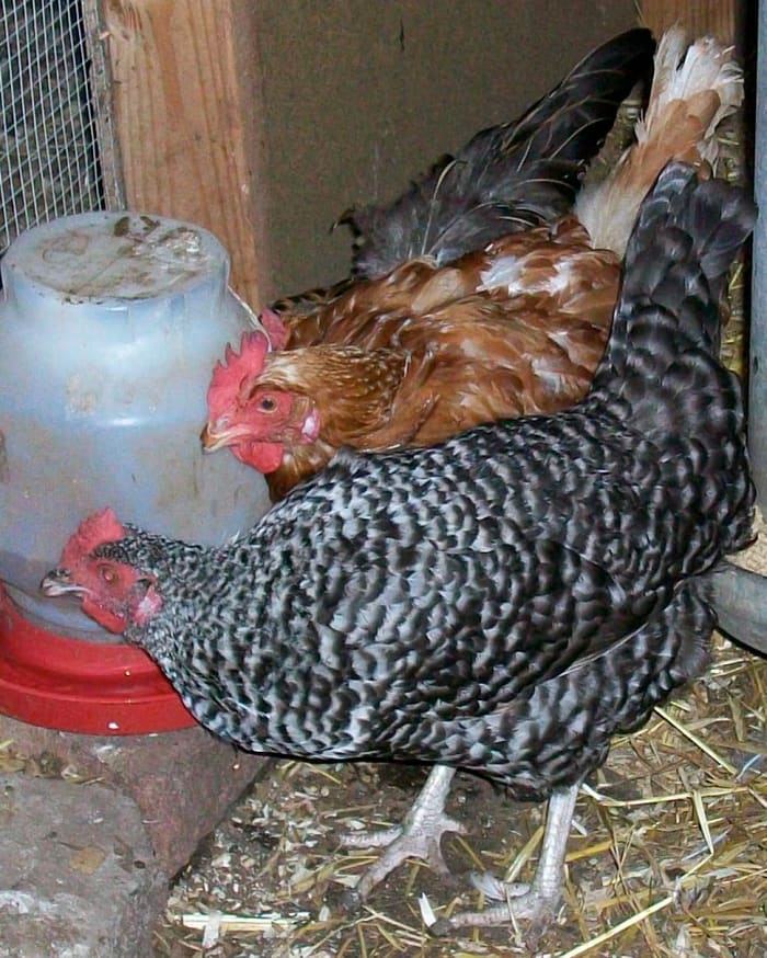 If you're raising your own chickens, and they've been near a rooster, don't eat any eggs with blood spots! But if you use factory-farmed eggs, they're perfectly fine; just remove the spot first.