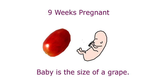 At 9 weeks of pregnancy (7 weeks after conception), the baby is approximately 1 inch long - the size of a grape or an olive.