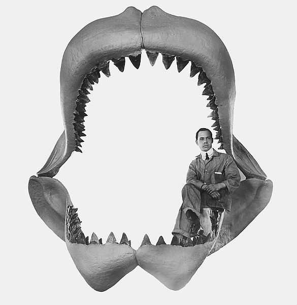 With its jawed opened fully, the gape of a megalodon measures up to 8 feet across. The only safe way to see the jaws is when their owner is long dead.