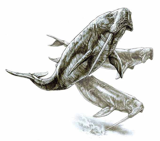 Odobenocetops were a favourite prey of megalodon. Dense beds of kelp offered some protection, as the predators were wary of penetrating the fronds.