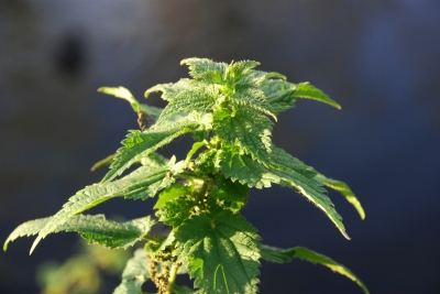 nettle stings are not the only things nettle plants give us. The benefits of nettles makes impressive reading.