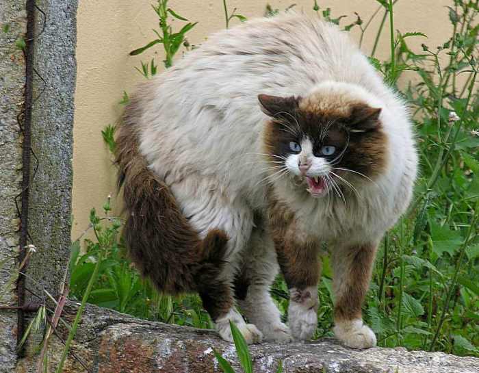 What is your cat trying to say to you?