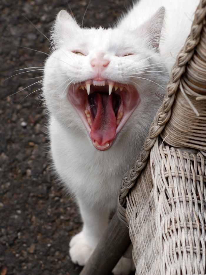 Cats bite for a variety of reasons