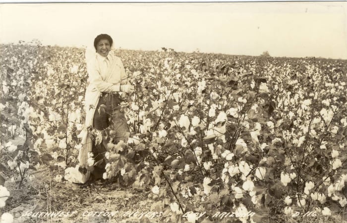 Growing cotton requires a hot sunny climate, lots of water and pesticides