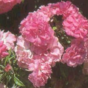 The foliage of The Weeping China Doll An abundance of pink flower clusters on a dwarf, bushy plant. Light fragrance. Bright green foliage.