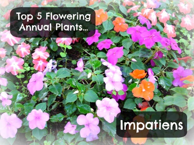 The variety of colors of the Impatiens are only one of the reasons this is the perfect flowering annual plant.