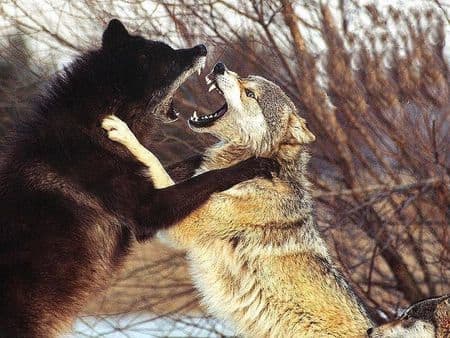 Bringing back extinct animals could result in competition for food, resources, and territory among the de-extinct animals and native animals.
