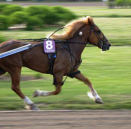 During the warm-ups, watch the horses as they pass by. You want a trotter whose front legs seem to form a circle as they run. A sound (healthy) horse will almost always form a natural circle when trotting at a slow pace.