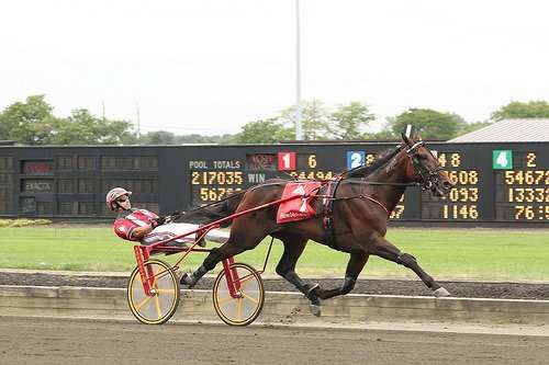 Broad Bahn, winner of the 2011 Hambletonian for 3-year old trotters. He was driven to victory by George Brennan, the kingpin of Yonkers Raceway.