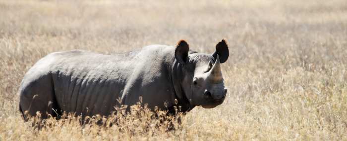 Black Rhinoceros (Diceros bicornis), picture taken at Ngorongoro Conservation Area, Tanzania