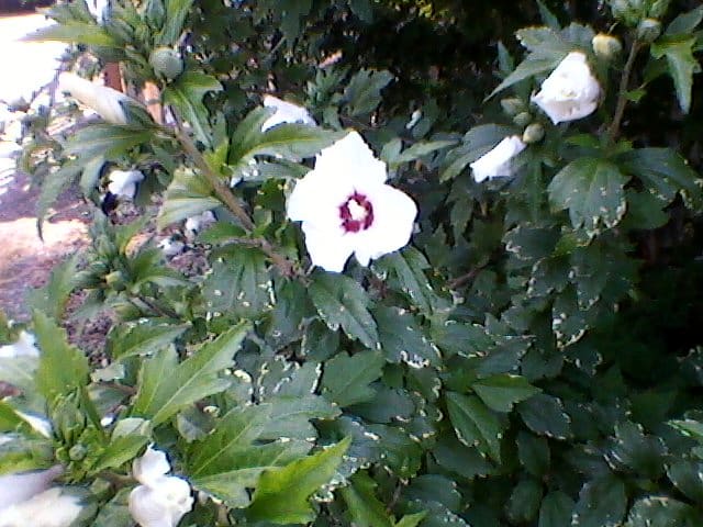 The Beloved referred to herself as the Rose of Sharon, a beautiful and fragrant wildflower.