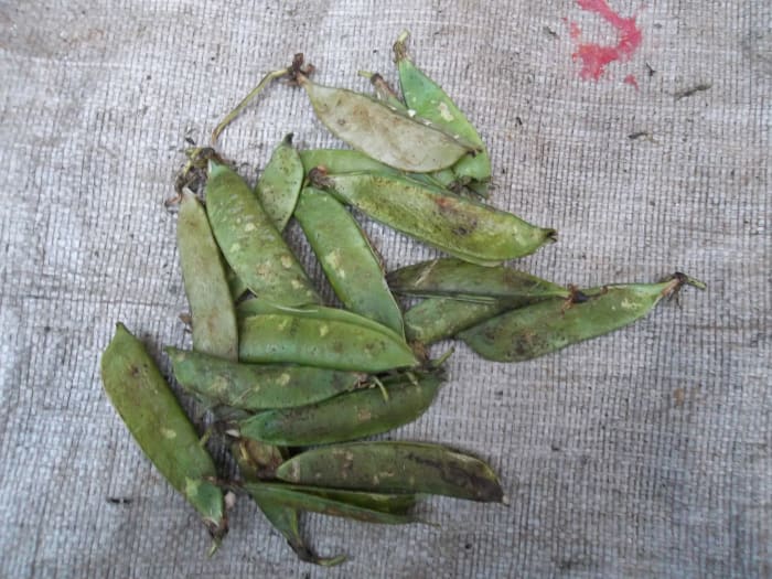 washed green pea pods. If you have very many of them, allow them to dry completely in the sun so that they can keep for longer