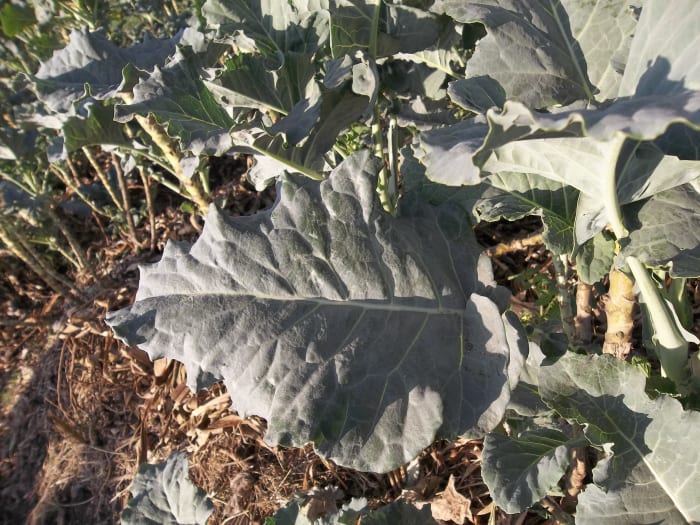 A fresh Kale leaves - ensure you wither it a little before giving it to the rabbit, especially newly weaned kits