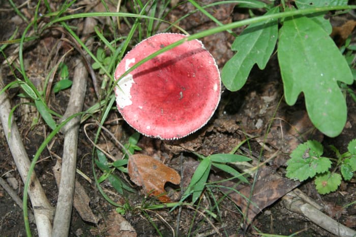 This particular mushroom came in several shades ranging from green, gray, purple to red. Unidentified species.