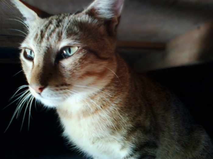 If your cat is not eating properly, showing lack of energy, behaving sluggish; has dull coat, skin patches, and loss of fur, these symptoms indicates sickness and health complications.