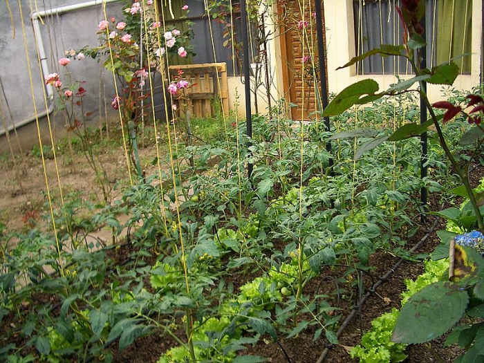 Plant your seed in the morning and keep busy all afternoon, for you don’t know if profit will come from one activity or another—or maybe both. – Ecclesiastes 11:6