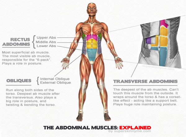 Anatomy of the Male Abdominal Muscles including the obliques with color and full description