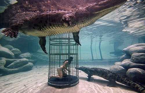 Crocodile cage-diving.